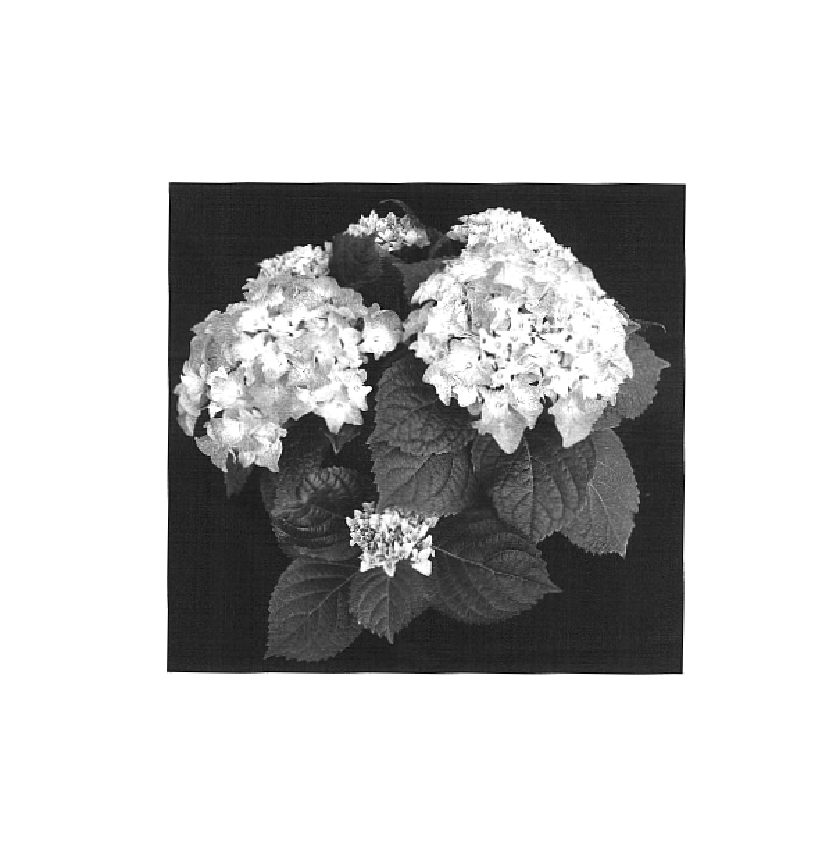 Hydrangea4937　1003 Hydrangea Perfection in Bloomingdale IL - Brianna's Flowers